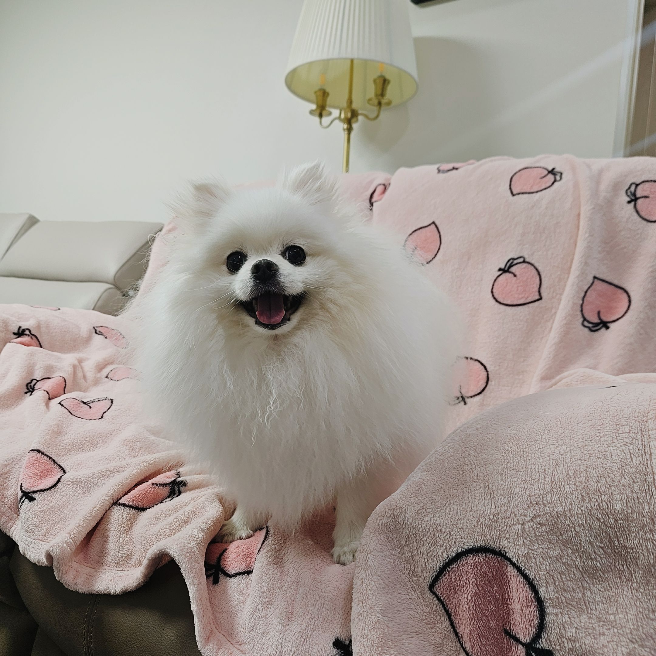 Momozzing Plush Blanket & Comforter user photo