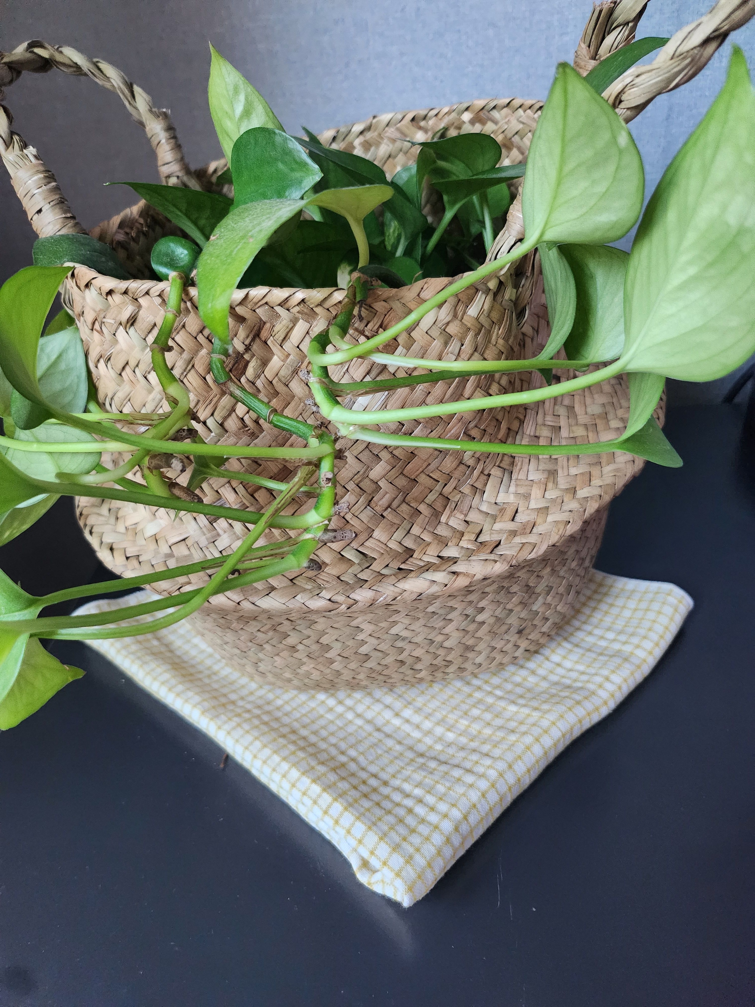 Check Cotton Gauze Kitchen Cloth user photo