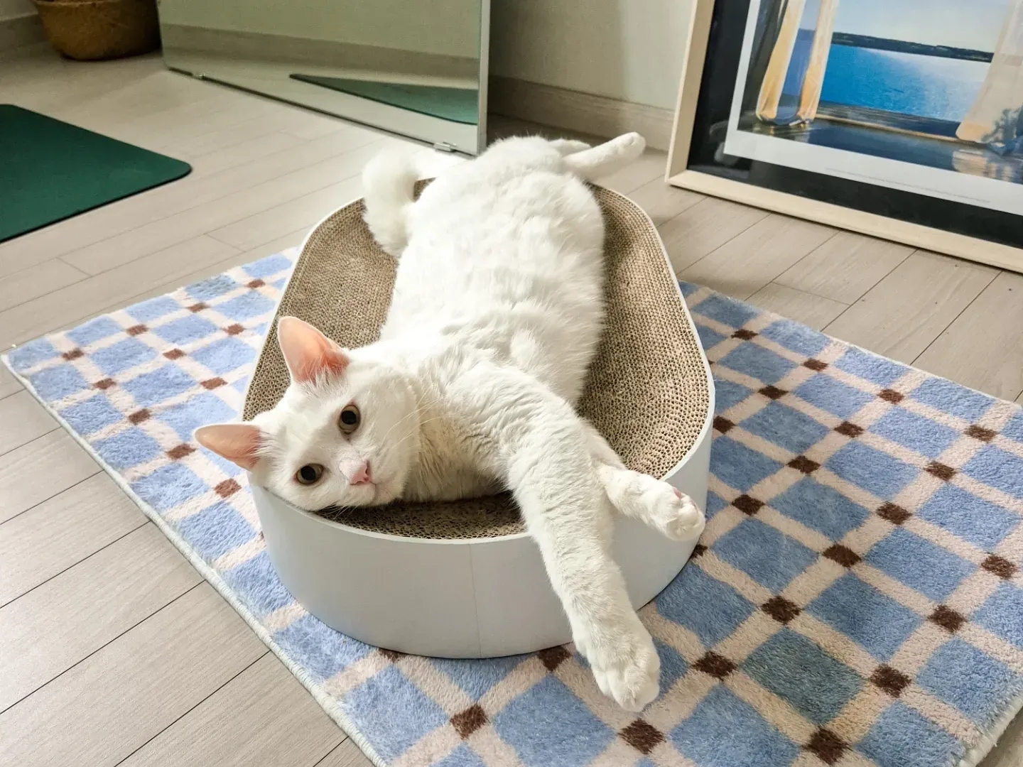 Candy Check Tufted Rug user photo