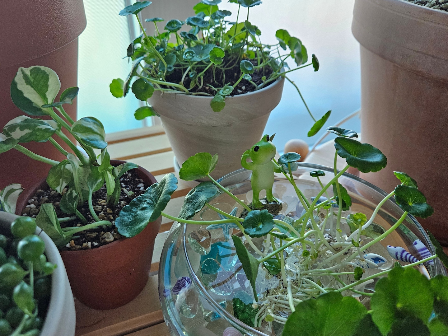 식물 > 워터코인 소형 모종 수경재배 수경식물 공기정화 수생 식물 키우기 | 오늘의집 쇼핑