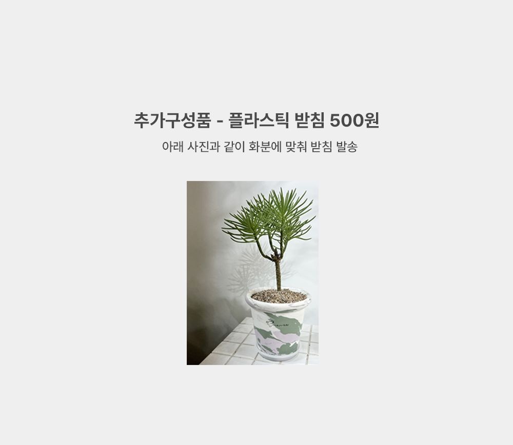 식물 > 포카폴리아 한그루 나무같은 이국적인 다육이 - 핸드메이드 그린퍼플 마블토분 L | 오늘의집 쇼핑 포카폴리아 한그루 나무같은 이국적인... 