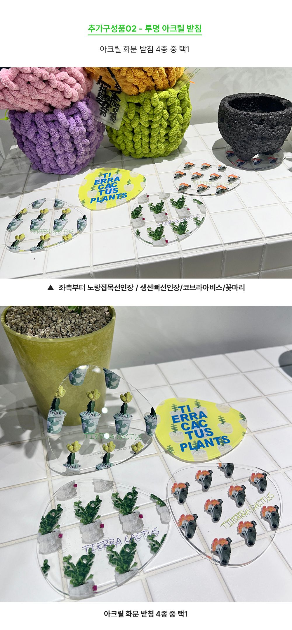 식물 > 포카폴리아 한그루 나무같은 이국적인 다육이 - 핸드메이드 그린퍼플 마블토분 L | 오늘의집 쇼핑 포카폴리아 한그루 나무같은 이국적인... 