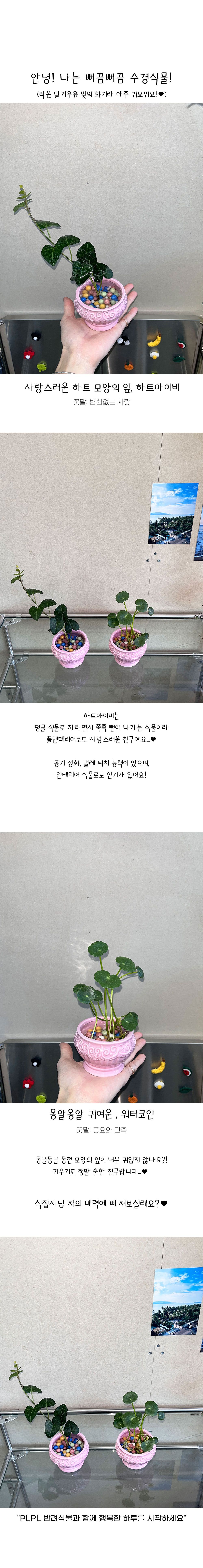 식물 > 워터코인 수경재배식물 피글렛 pot set / 공기정화식물 키우기쉬운식물 | 오늘의집 쇼핑