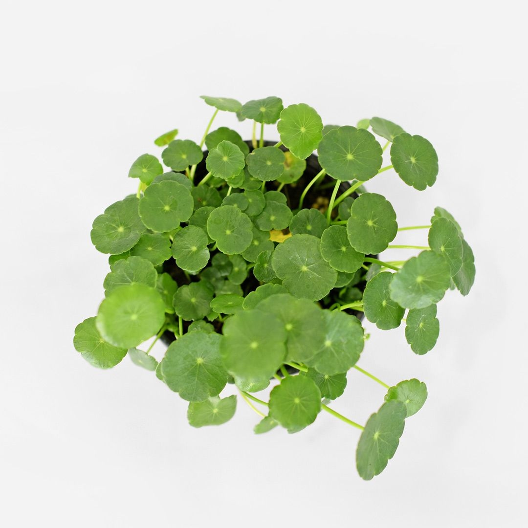 식물 > 워터코인 소형 모종 수경재배 수경식물 공기정화 수생 식물 키우기 | 오늘의집 쇼핑