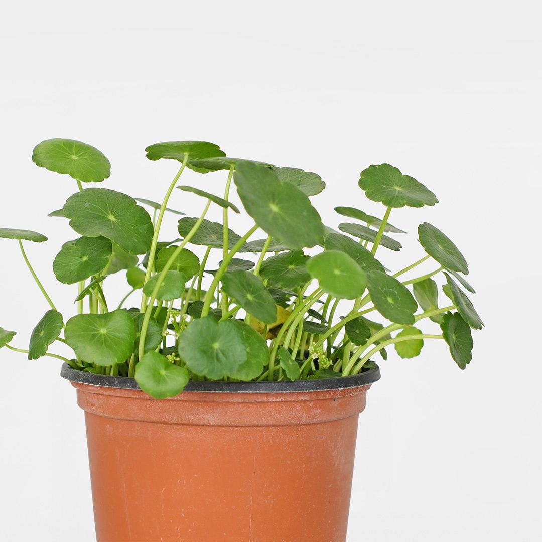 식물 > 워터코인 소형 모종 수경재배 수경식물 공기정화 수생 식물 키우기 | 오늘의집 쇼핑