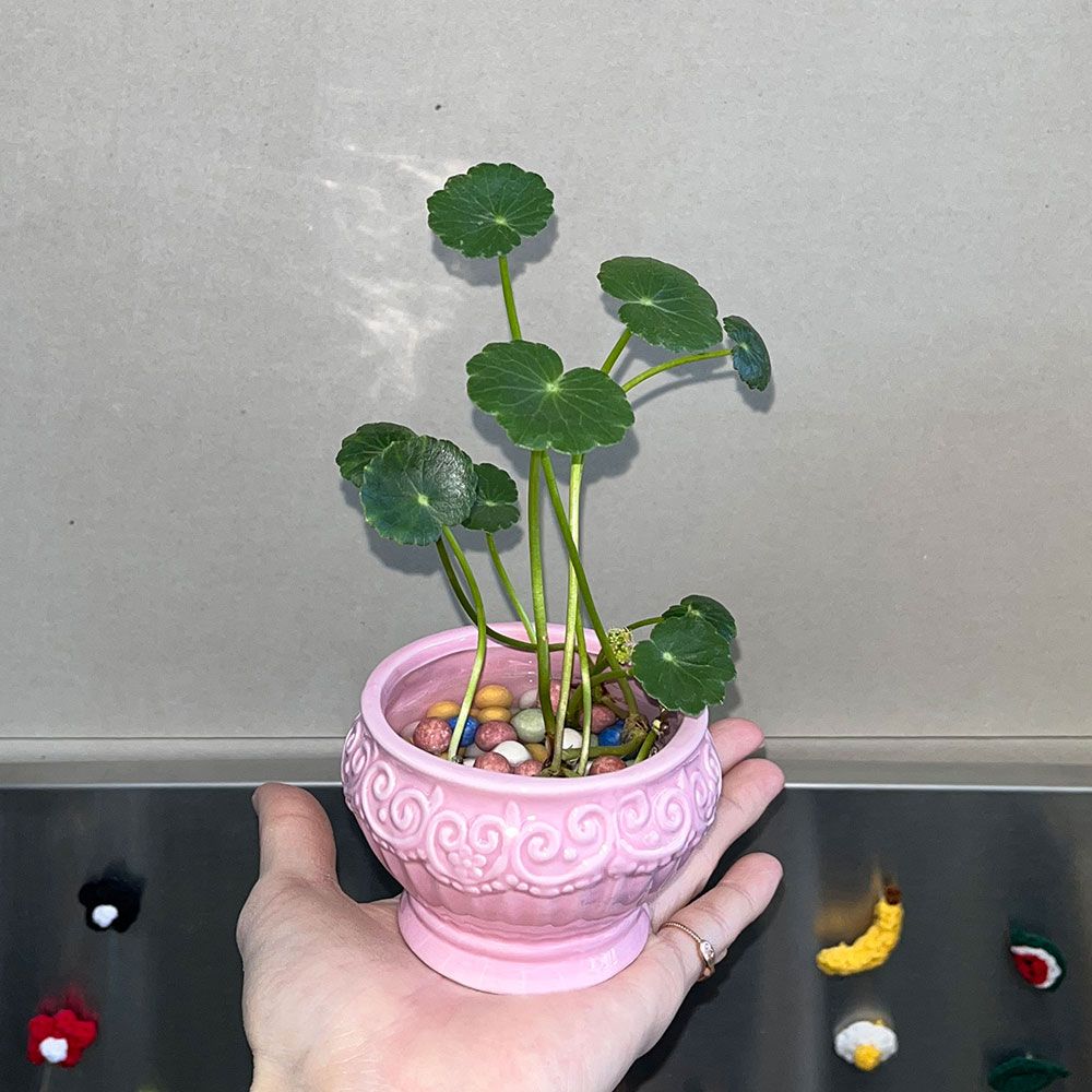 식물 > 워터코인 수경재배식물 피글렛 pot set / 공기정화식물 키우기쉬운식물 | 오늘의집 쇼핑