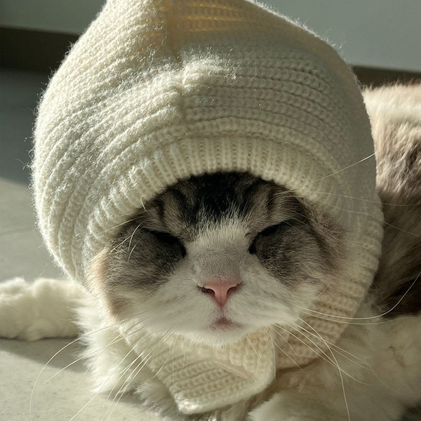 강아지바라클라바 털모자 귀마개 귀도리 강아지 고양이