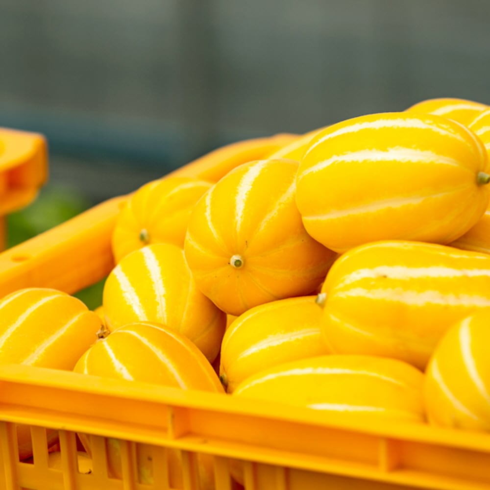 오늘의집 성주 꿀당도 봄참외 2kg 실중량 외 3kg / 5kg