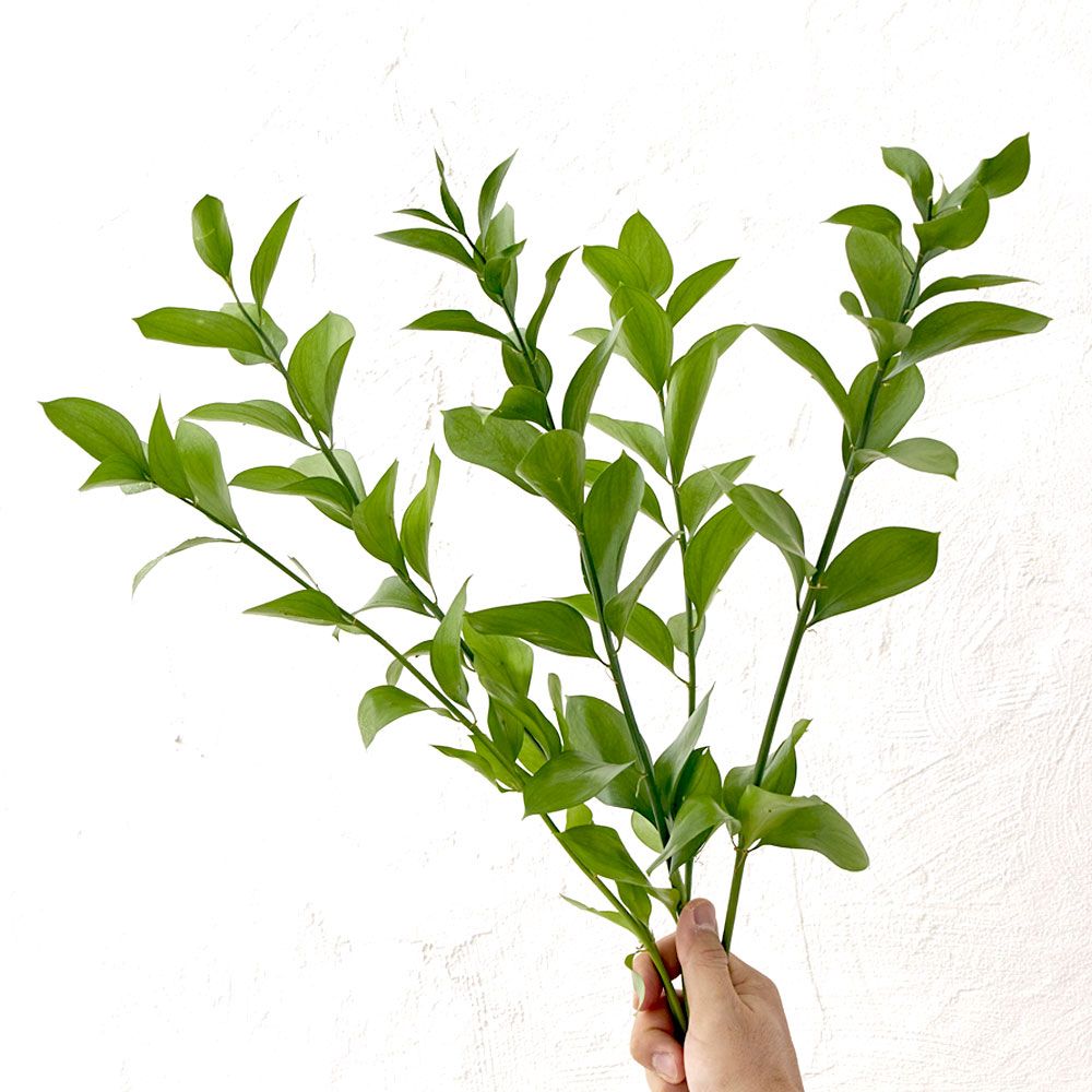 오늘의집 루스커스 생화 5줄기 50~60cm 수명이 긴 수경재배식물