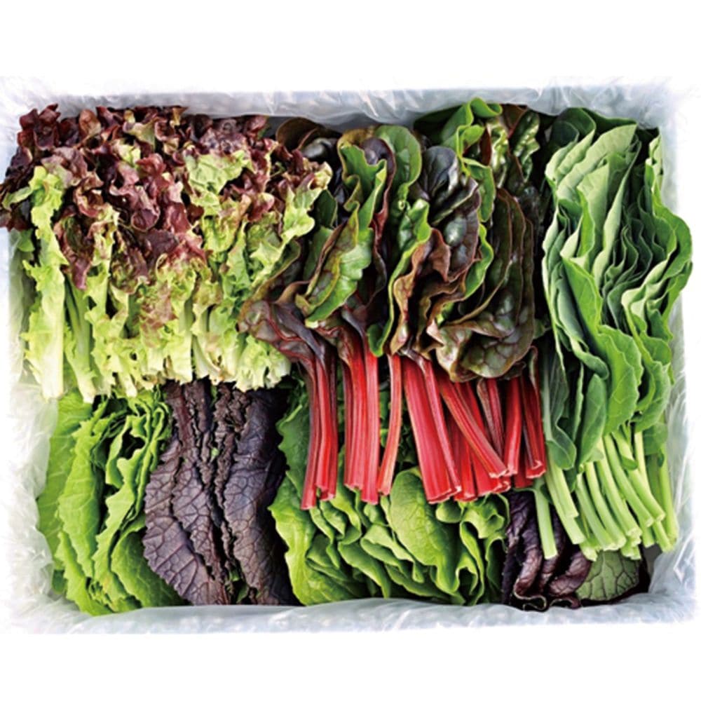충북 충주 GAP 모듬 쌈채소 야채 600g 1kg 가격 비교 eat eat eat 충북 충주 GAP 모듬 쌈채소 야채 600g 1kg