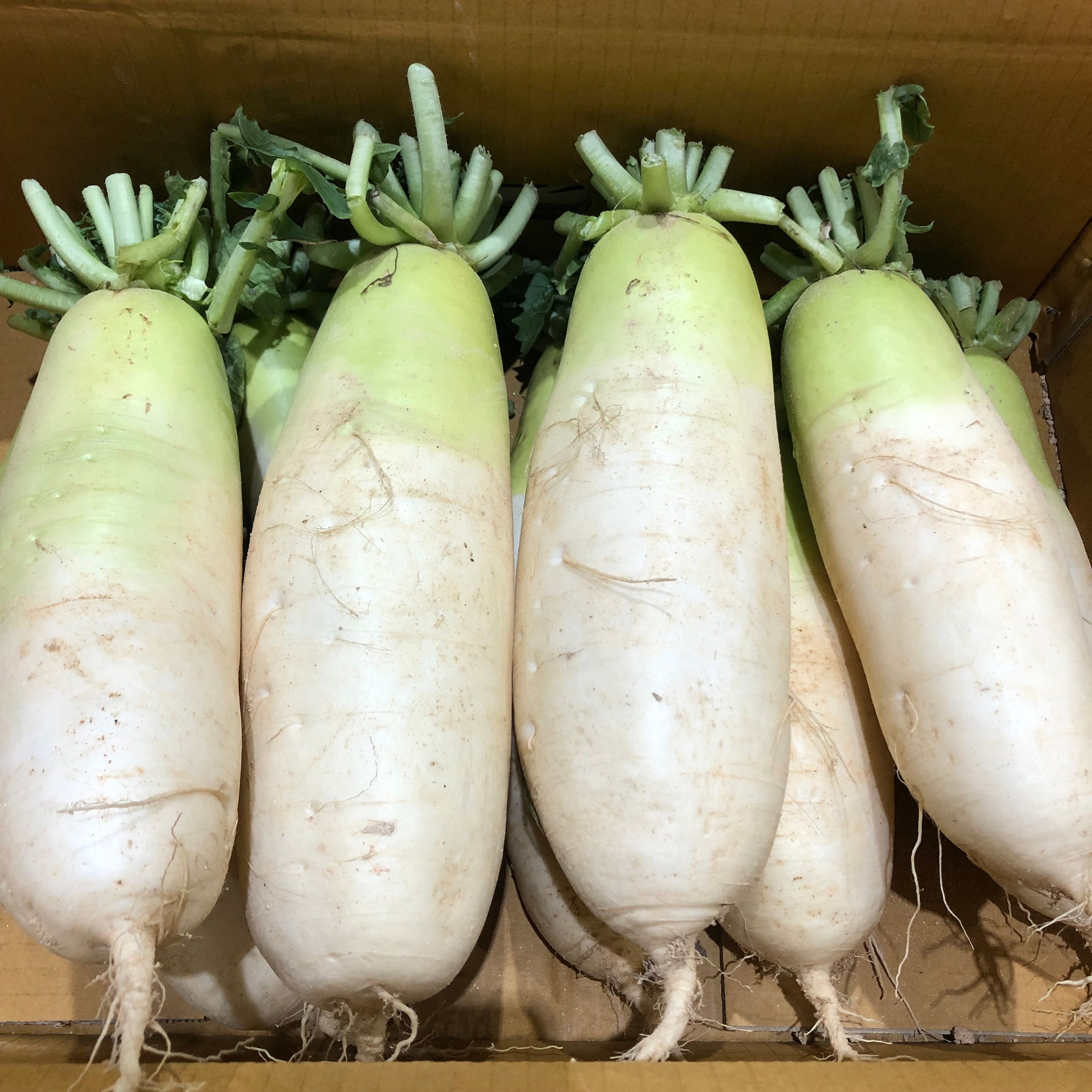 국내산 무우 5kg 10kg 가격 추이 금성농산 국내산 무우 5kg 10kg - 최저가 9,990원