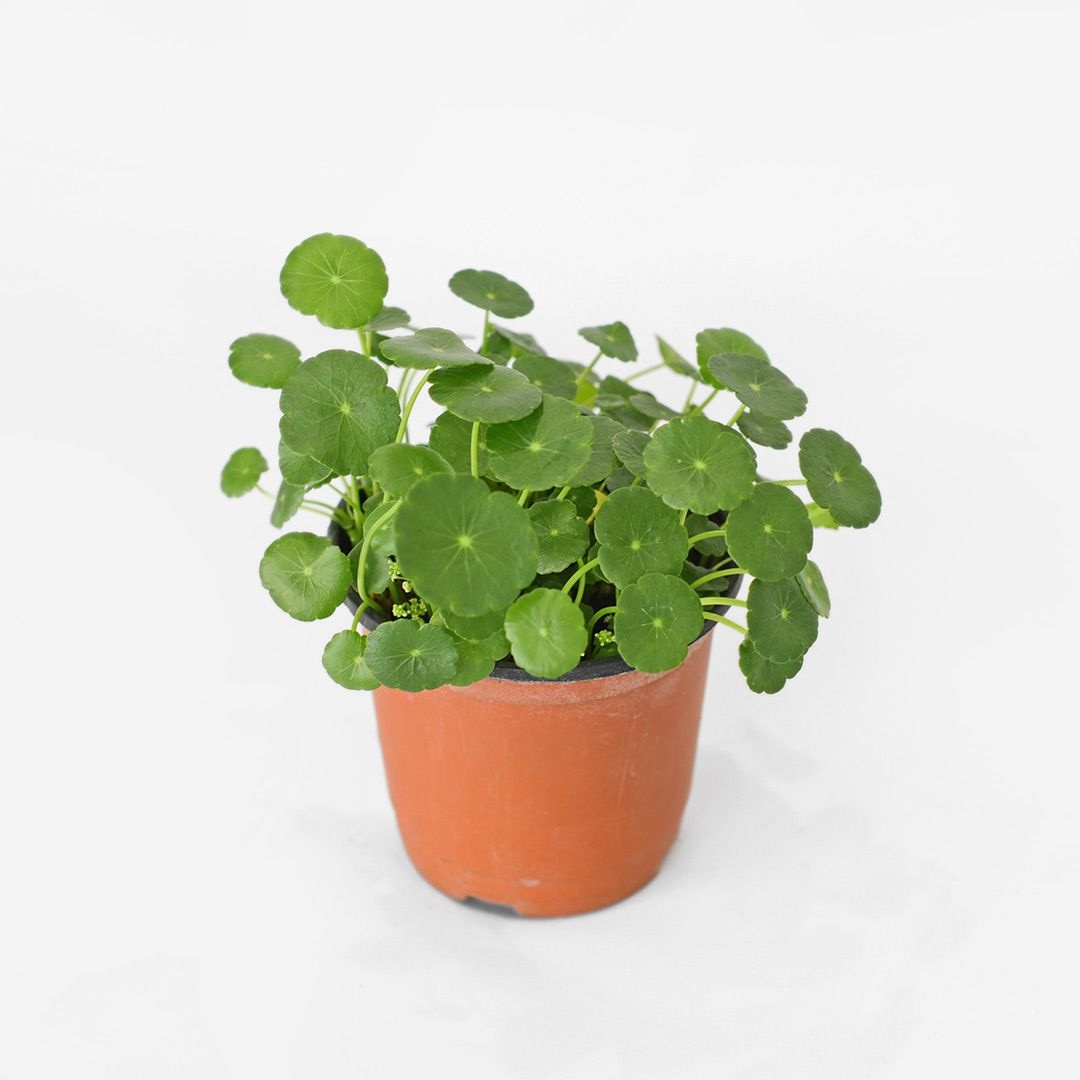 식물 > 워터코인 소형 모종 수경재배 수경식물 공기정화 수생 식물 키우기 | 오늘의집 쇼핑