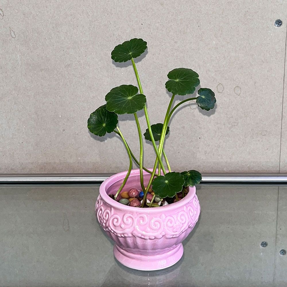 식물 > 워터코인 수경재배식물 피글렛 pot set / 공기정화식물 키우기쉬운식물 | 오늘의집 쇼핑