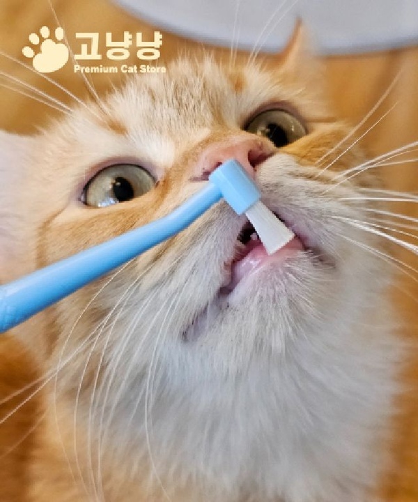 고양이 미세모 양면 칫솔