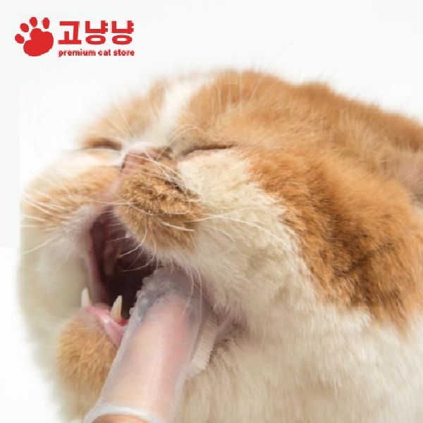 고양이 투명 칫솔 10개입