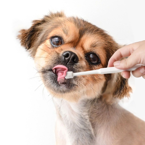 강아지 고양이 칫솔 양치 입냄새 치석제거 원형 360도