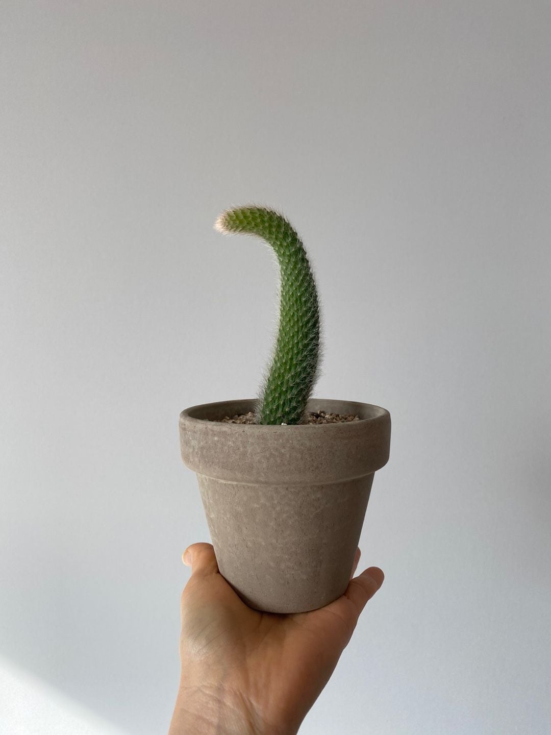 오늘의집 고호선인장 원숭이꼬리선인장 이태리바소토분