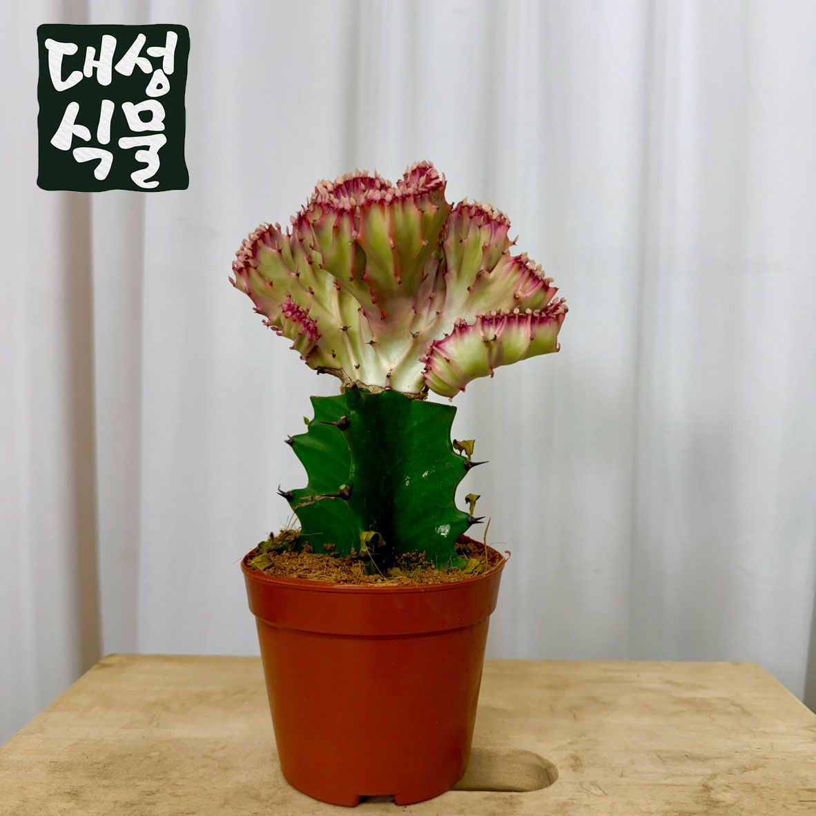 춘봉 철화 유포비아 유포르비아 선인장 다육 제금관 춘봉철화 희귀 가격 비교 대성식물 춘봉 철화 유포비아 유포르비아 선인장 다육 제금관 춘봉철화 희귀