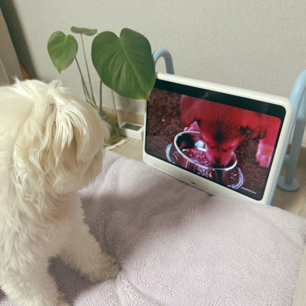 강아지홈캠 펫캠 반려견 CCTV 카메라 반려동물용품 강아지장난감