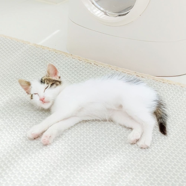 고양이 사막화방지 뽀송매트 모래매트